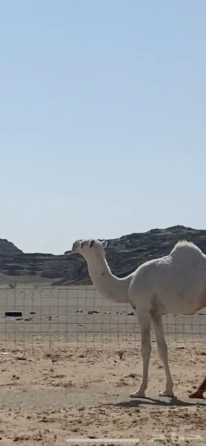 قعود أوضح باتلي جده حاكم ابن قريع 0