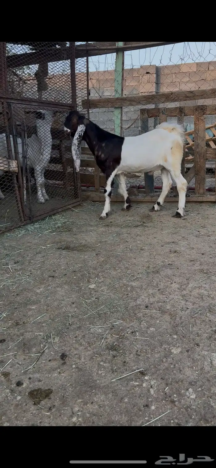 تيس هولندي 0