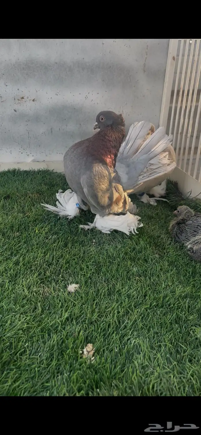 حمام كرنقو 2
