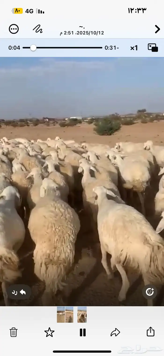 للبيع ضان حرش مراح واحد العدد حول 200 معها حول 50 تحتها 50 0