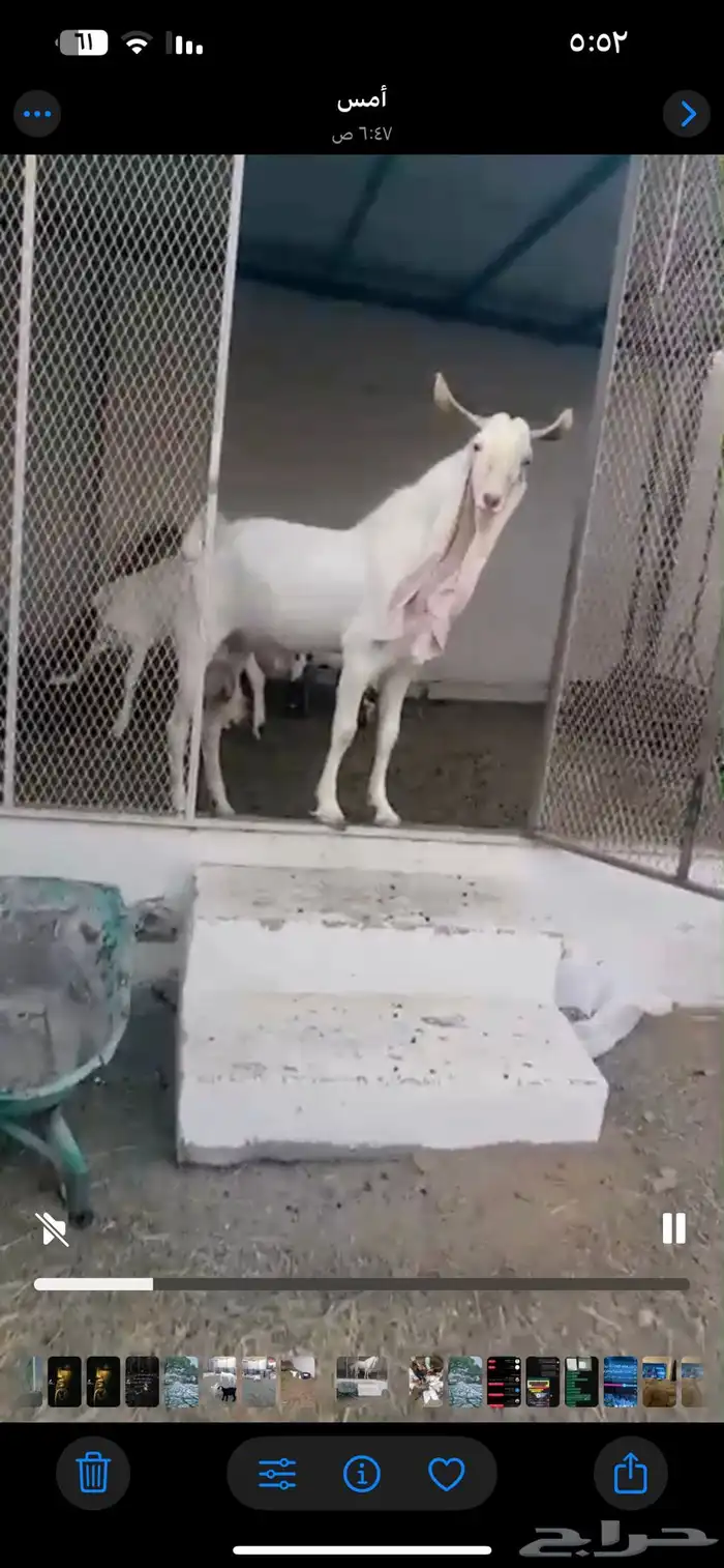 للبيع ماعز عارضي وماعز هولندي أصيله 0