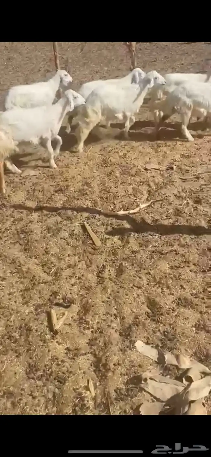 رخال حريات مقنوي 0