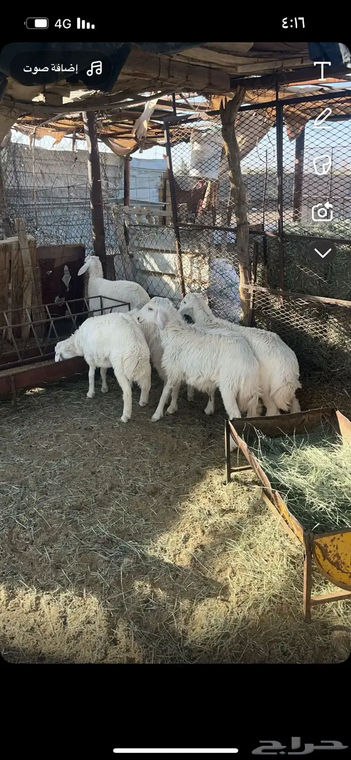 طليان ورخال 0