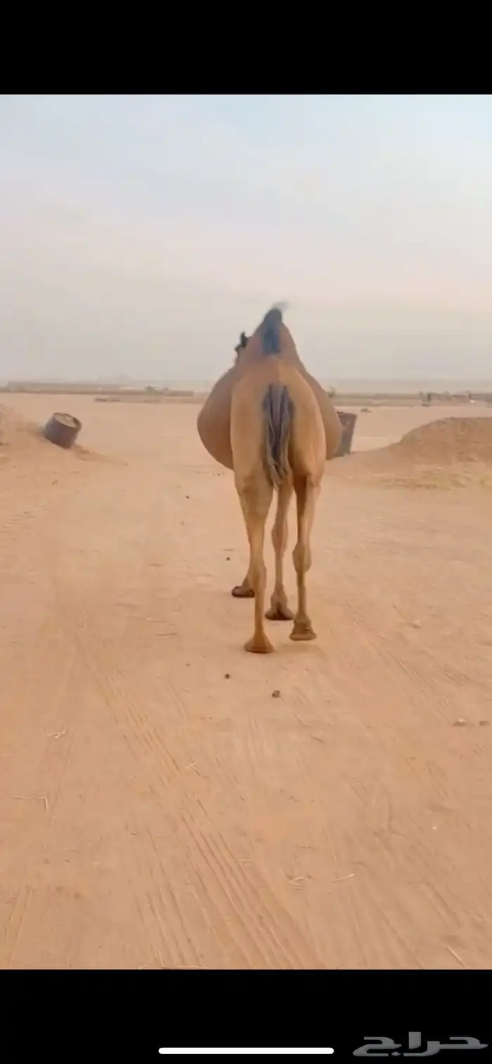 ناقة ساحلية 2