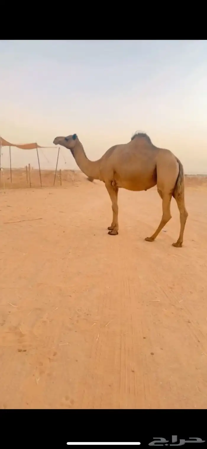 ناقة ساحلية 5