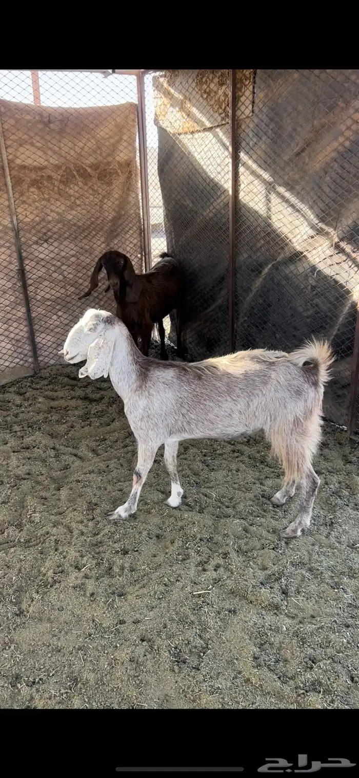 عنز قربصيه وعنز مصرية 2