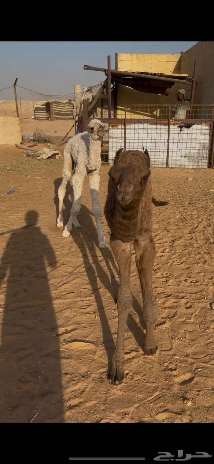 حيران ضيار 0