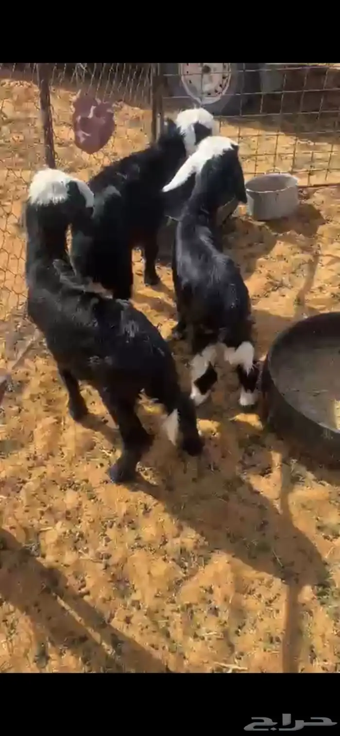 دواغير 1