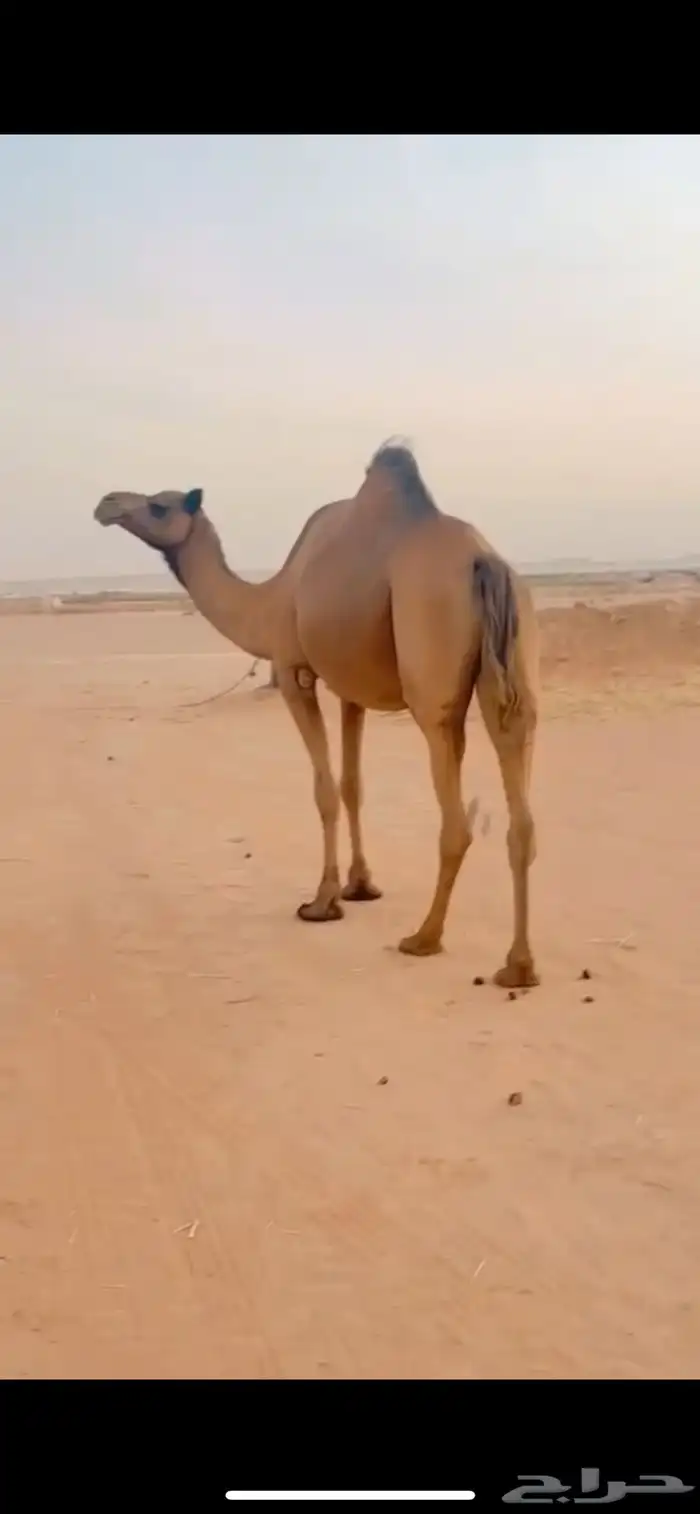 ناقة ساحلية 1