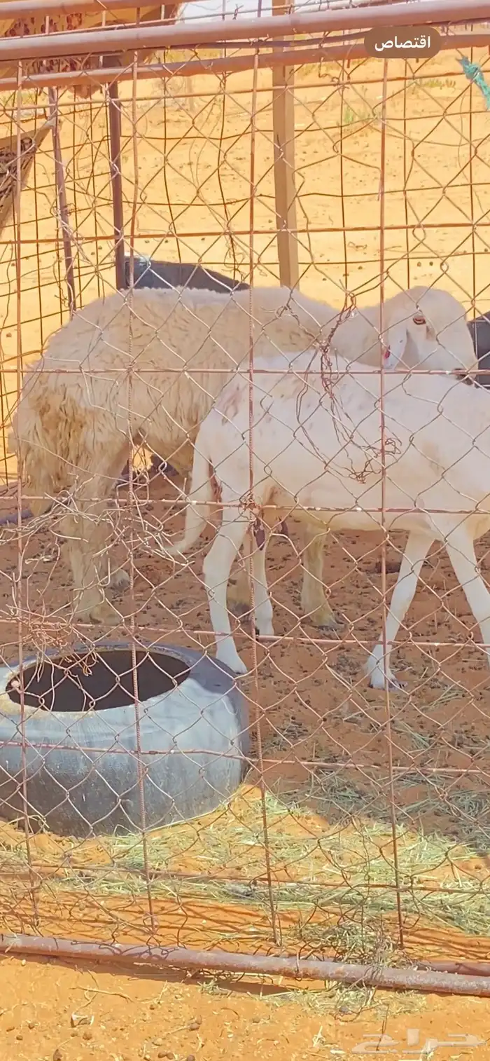 للبيع فحول مشروطه 2
