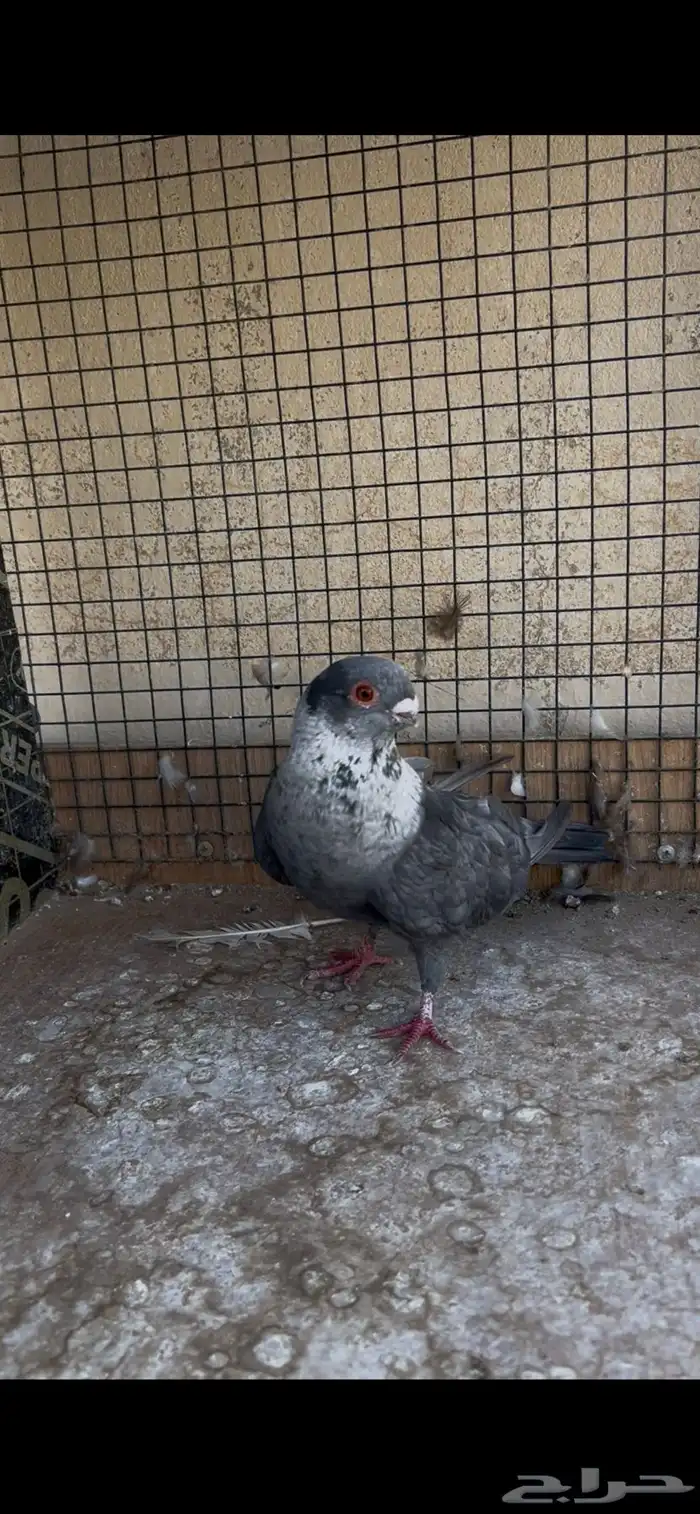 طيرة مخلفة بزرة الاردن 1