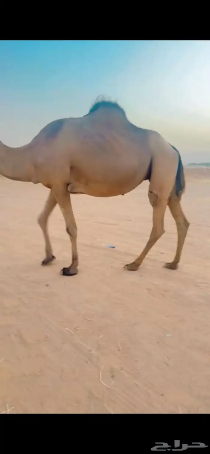 ناقة ساحلية 4