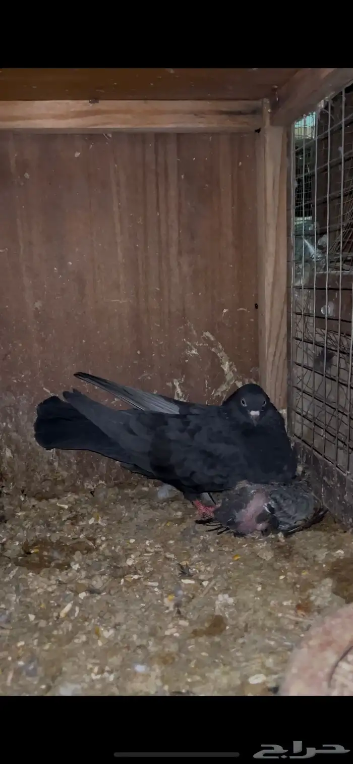 ازواج خاصة لأهل المطيار 1