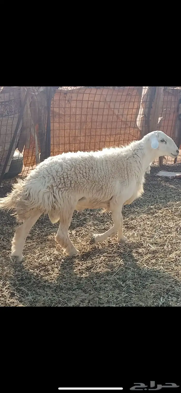 للبيع فحول مشروطه 0