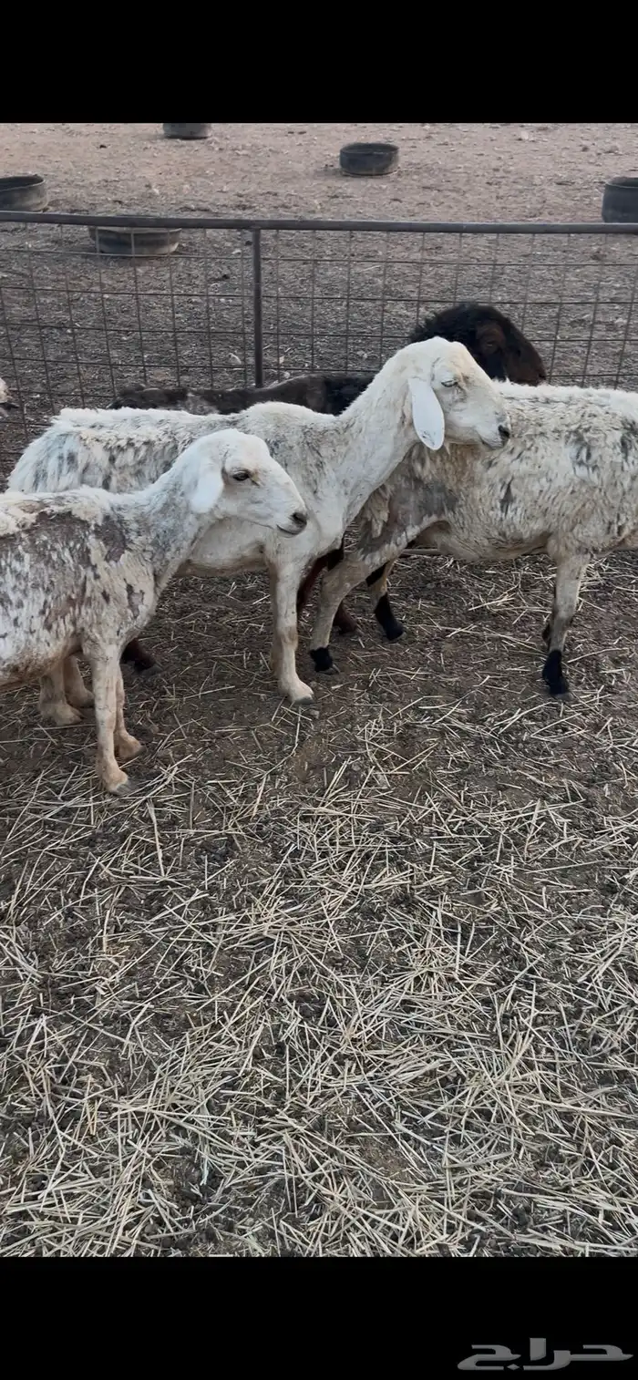 عويد سنها تامه 0