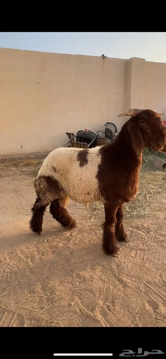 جذع صنف نعيم 0