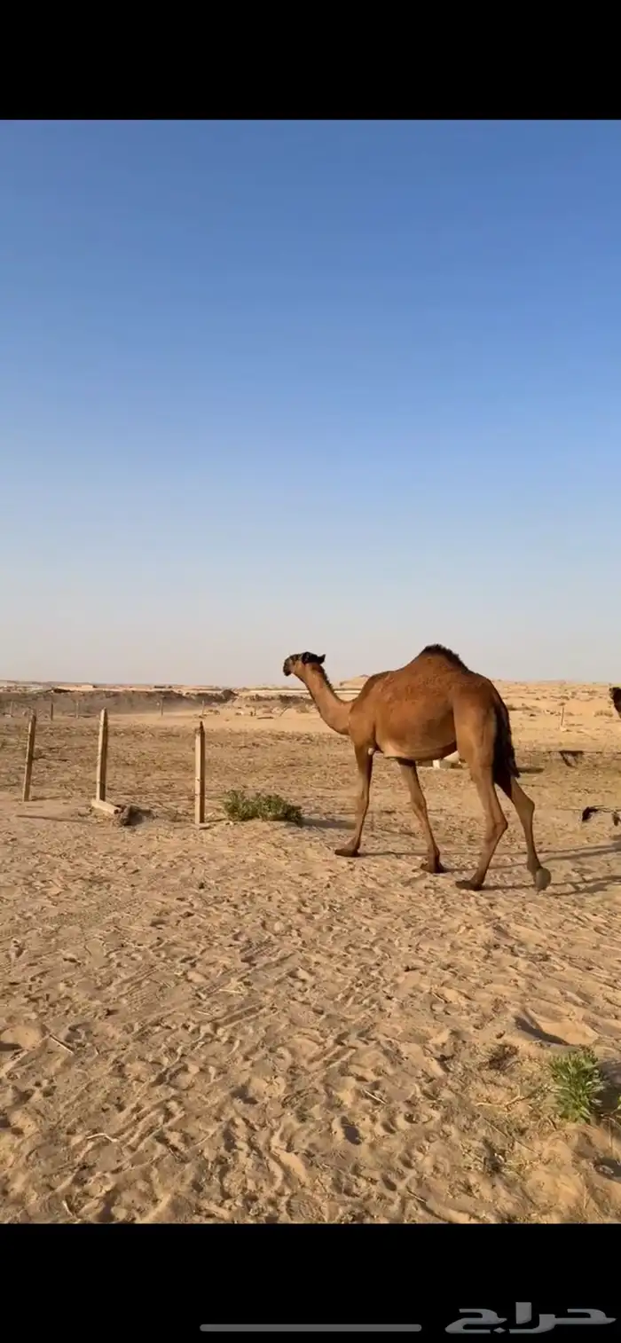 بكره صفرا حقه على سلطان الصفر 0