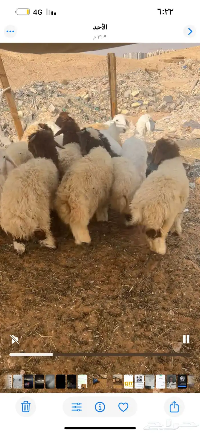 ذبايح مع التوصيل 0