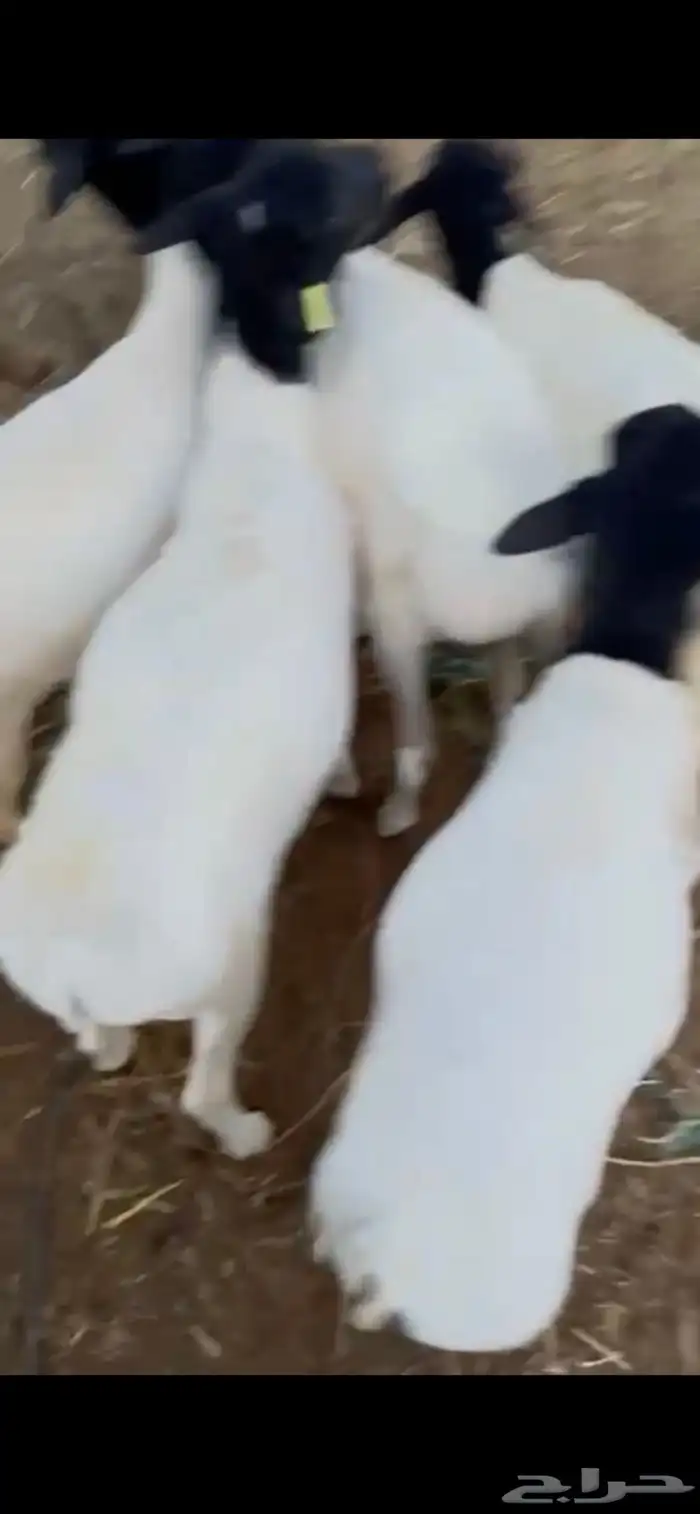 للبيع طليان برابر مرابي مزرعه 0