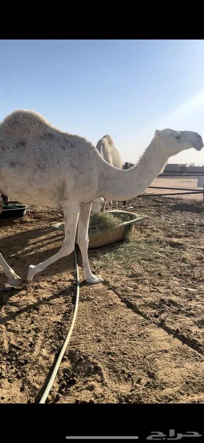 وضحاء ضروبه السن ام ثالث 2