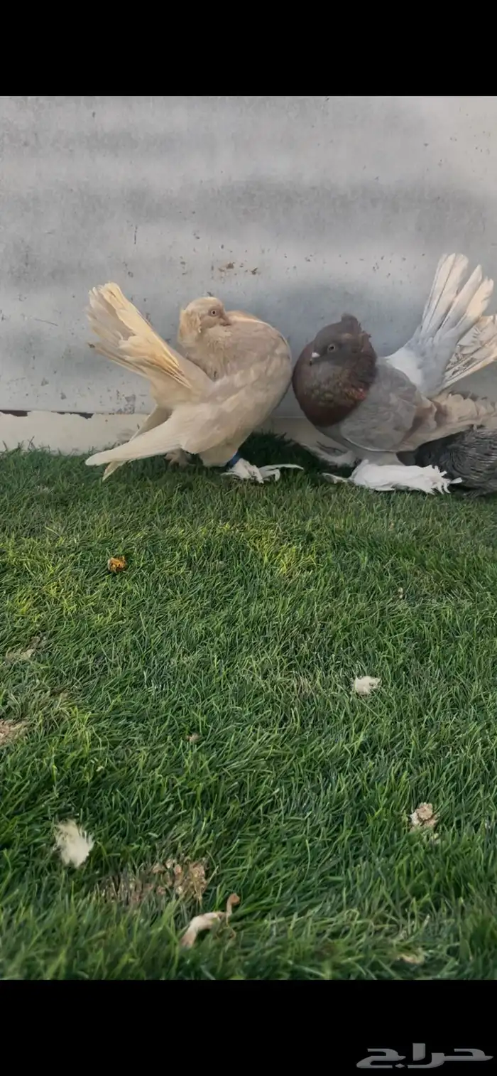 حمام كرنقو 0