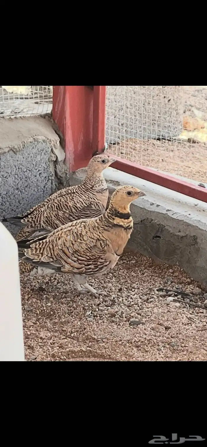 قطا نغاق عراقي 0