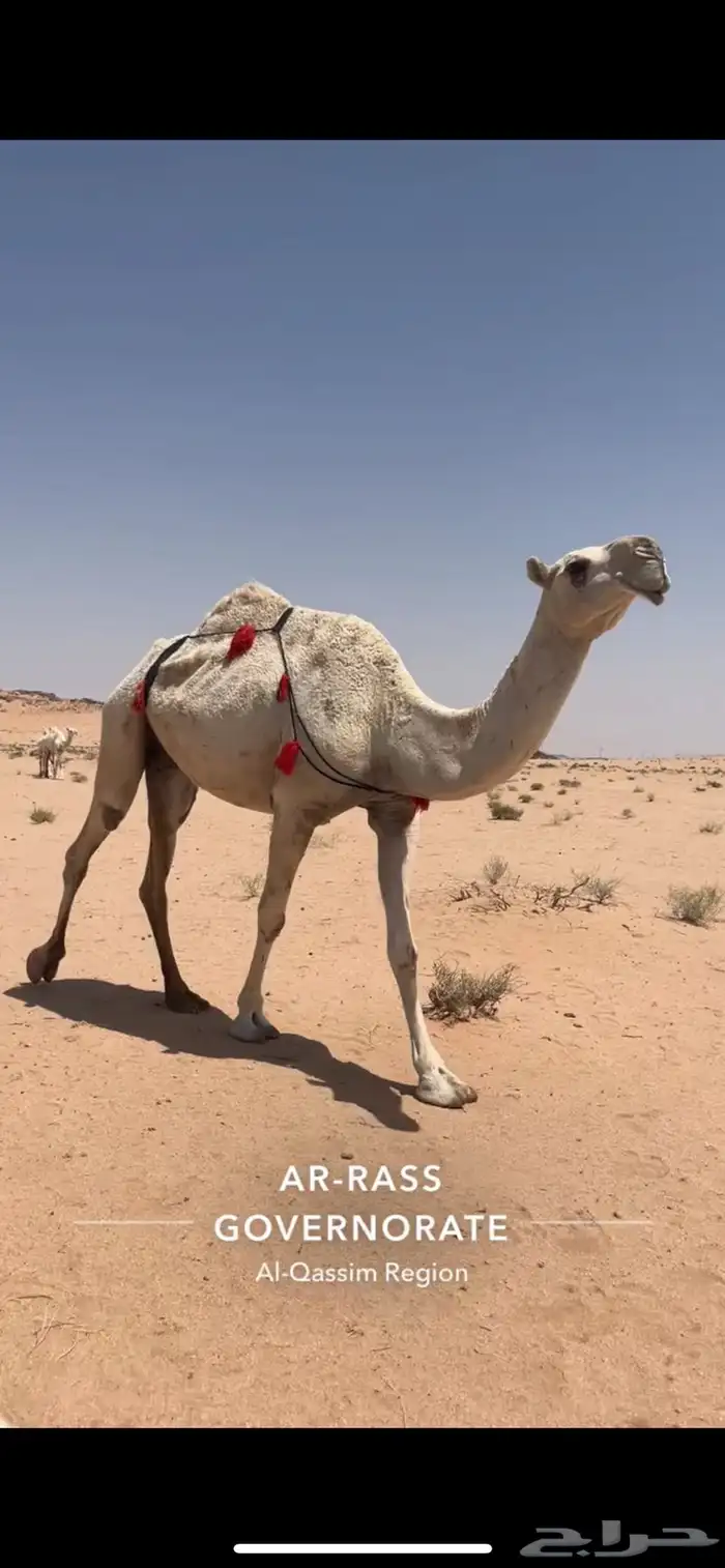 ناقه ضريبه وضحى 1