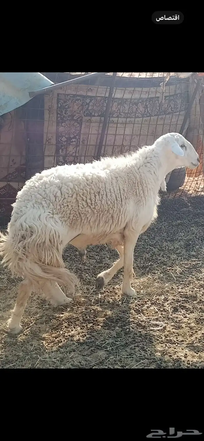 للبيع فحول مشروطه 1