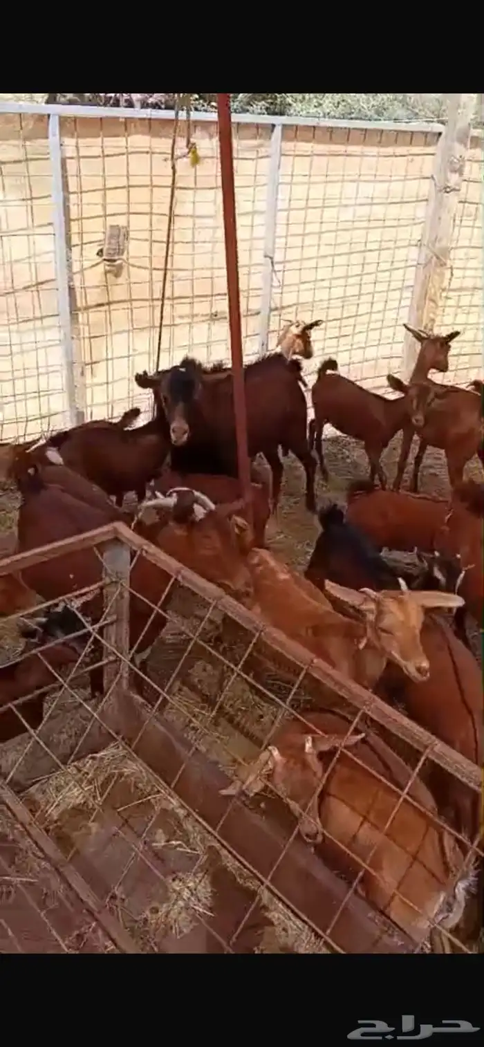 معزا جنوبية تهاميه للبيع 2