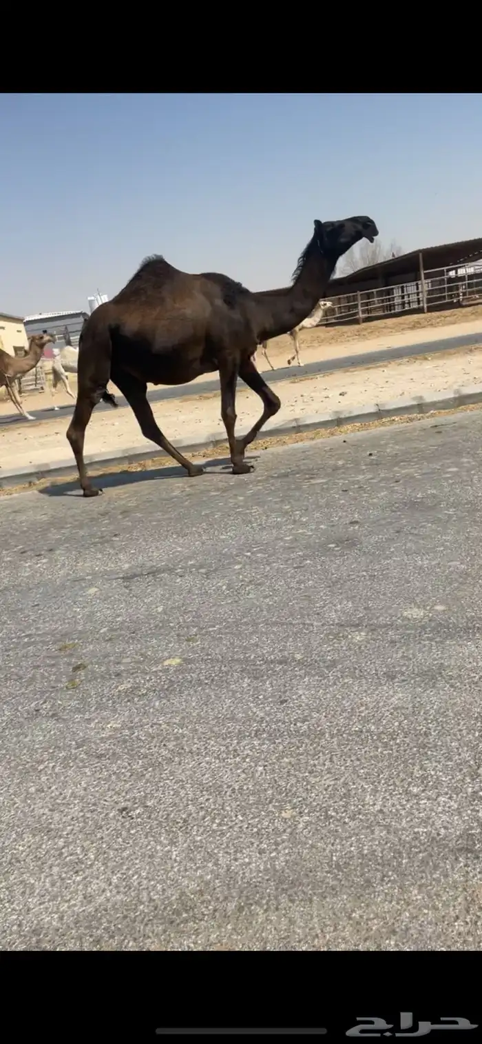 لقحه بكر 0