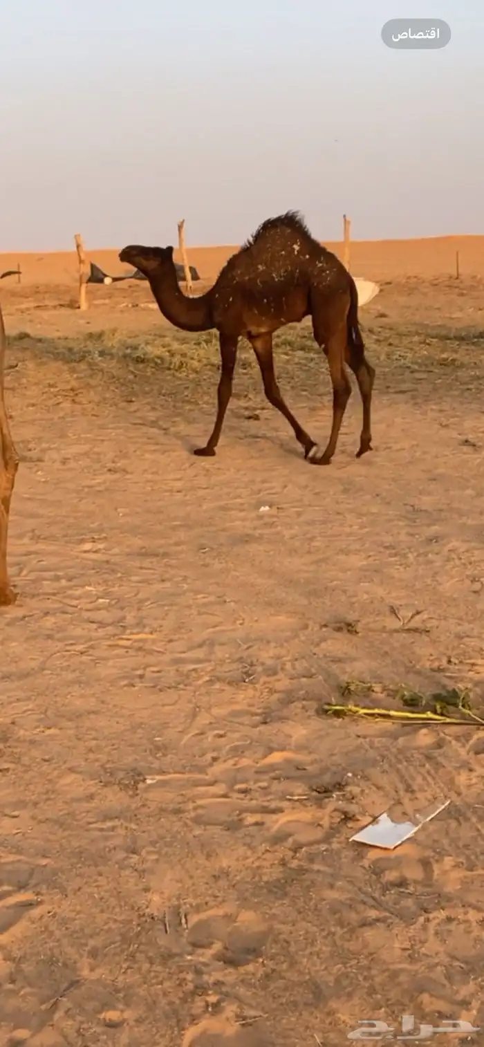 للبيع قعود سمين فل تحت امه 2