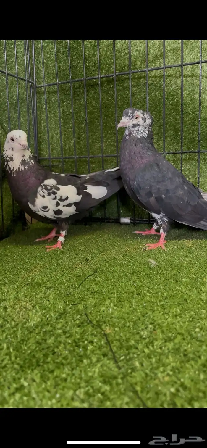 ازواج خاصة لأهل المطيار 3