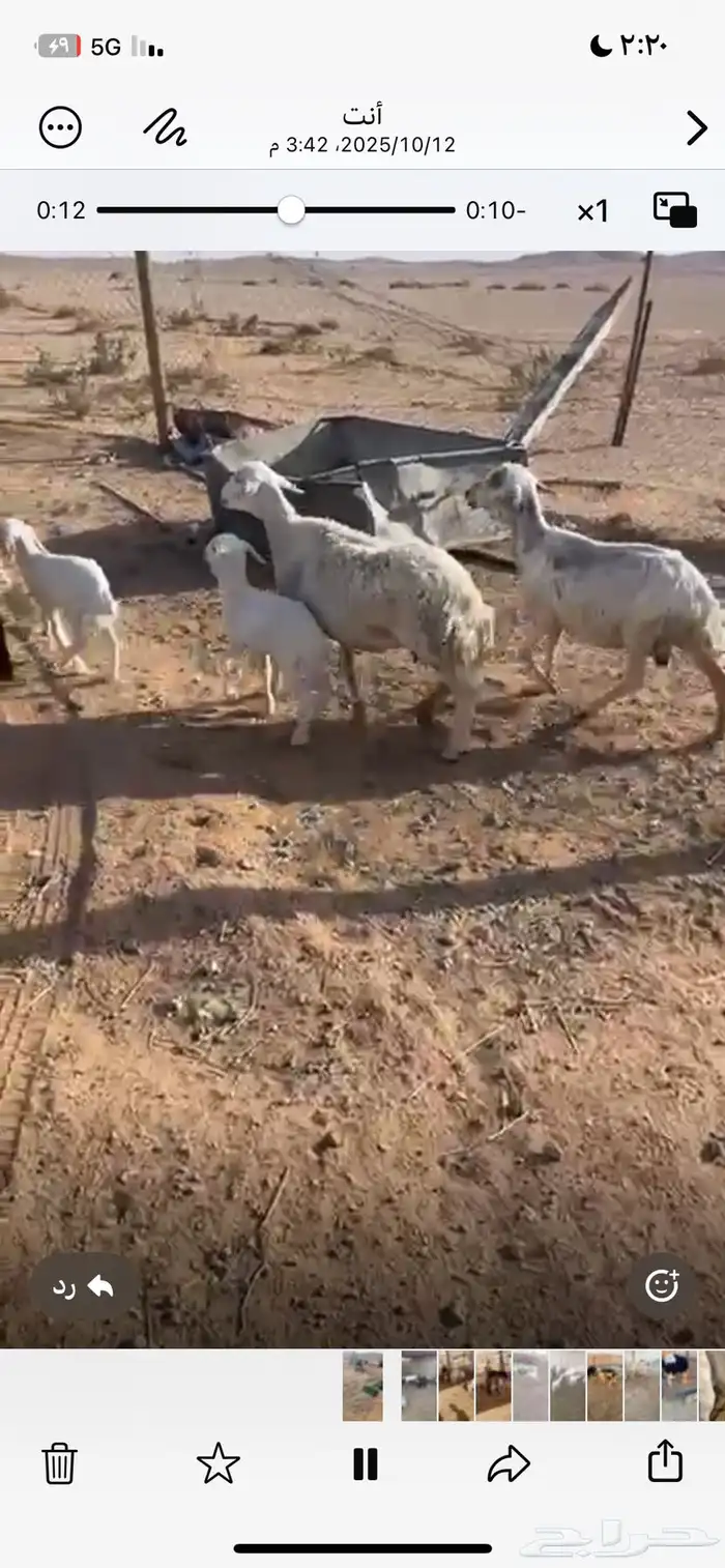 غنم ثلاث معهن ثنين خرفان للسنا ن سدس روم وسلم 0