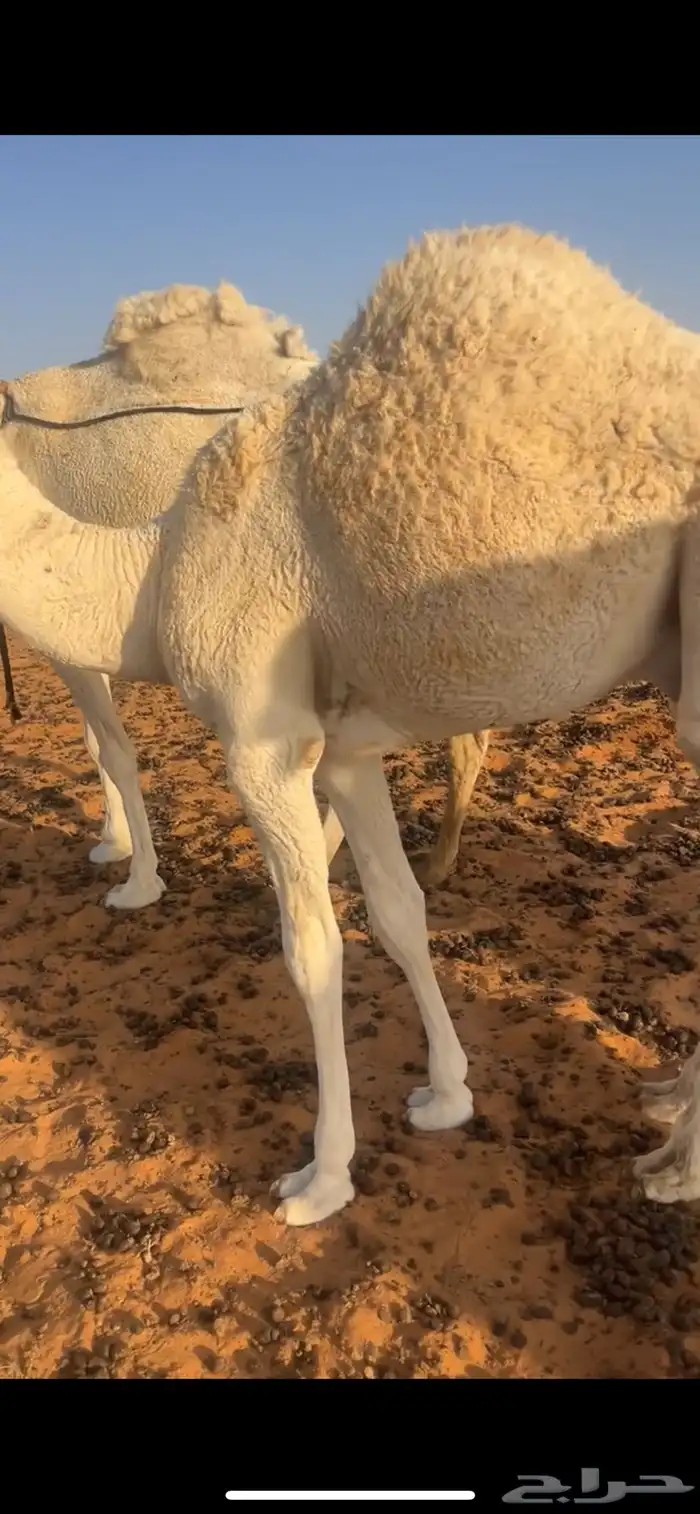 قعود قصب على حليب امه 1