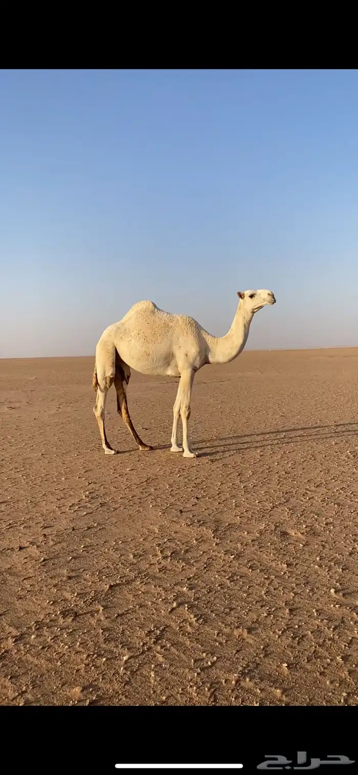 للبيع قعود و بكره 2