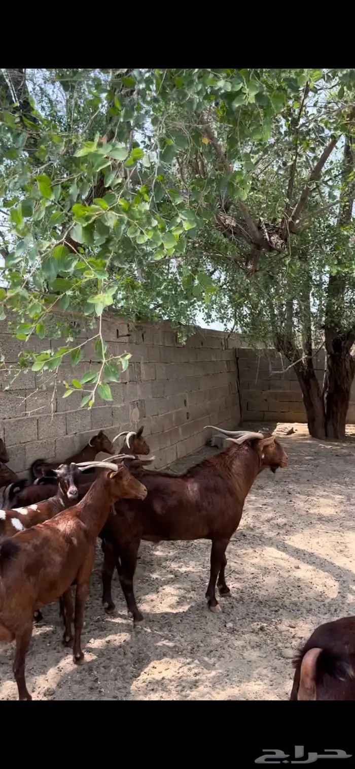 غنم دهم. معزا دهم 7
