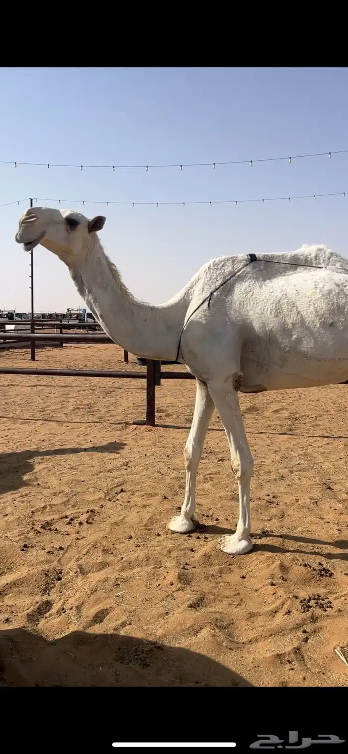 ناقه عشرا سدس للبيع 1