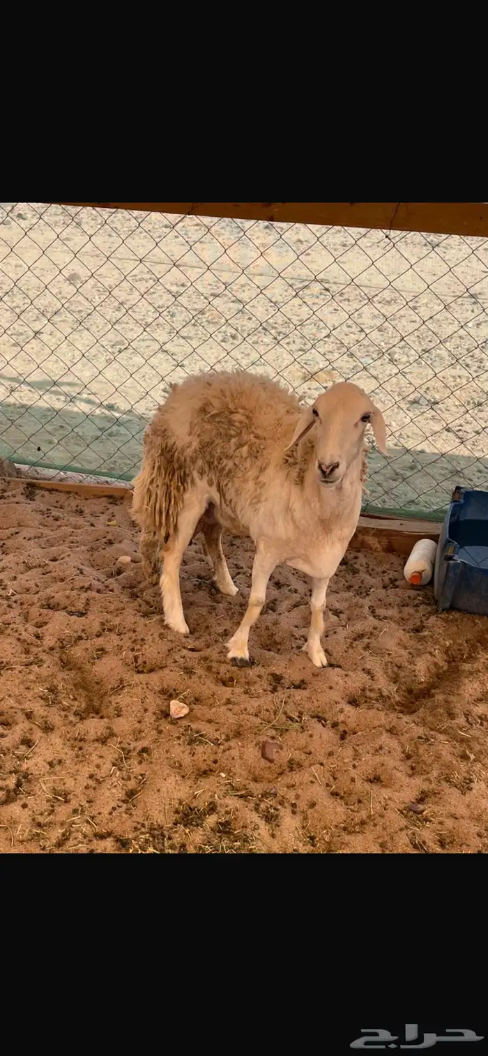 نعجه رباع 1