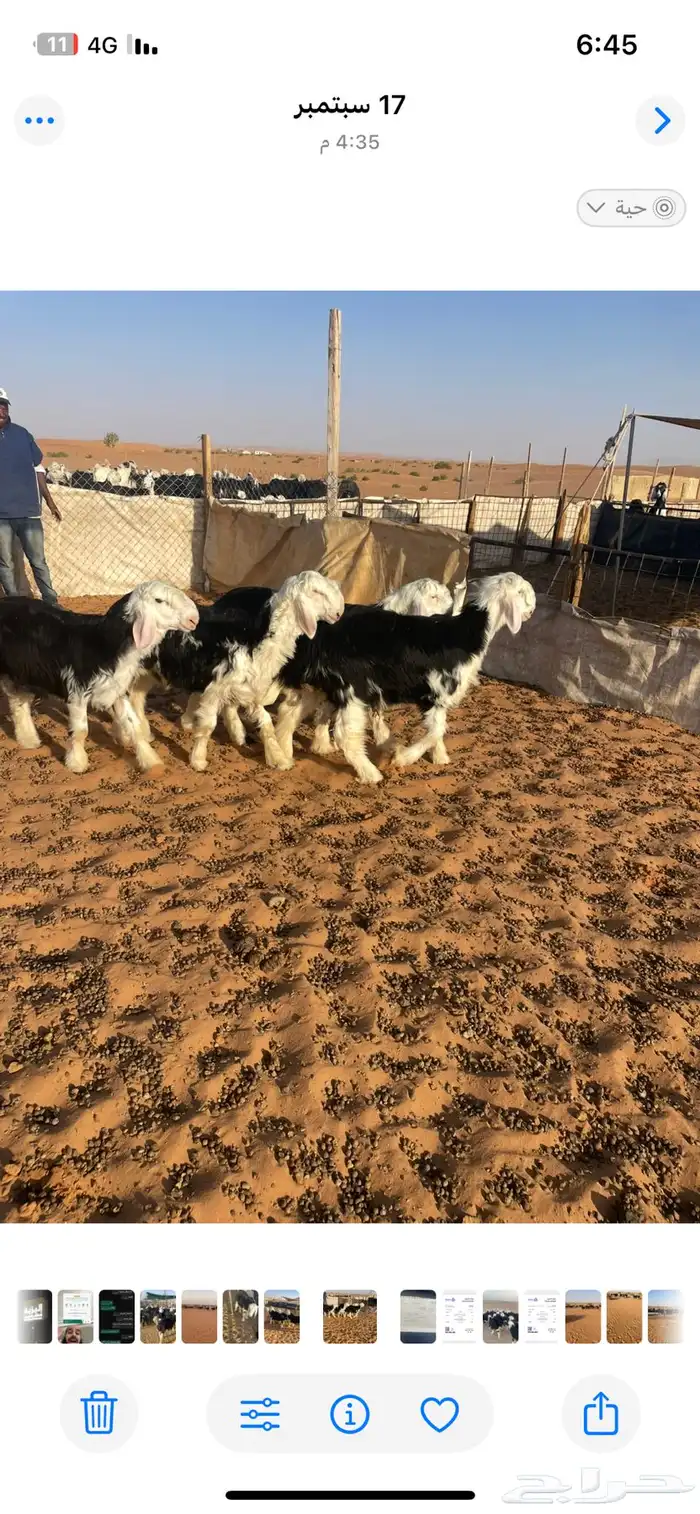 مطلوب بهم نجد تربية 0