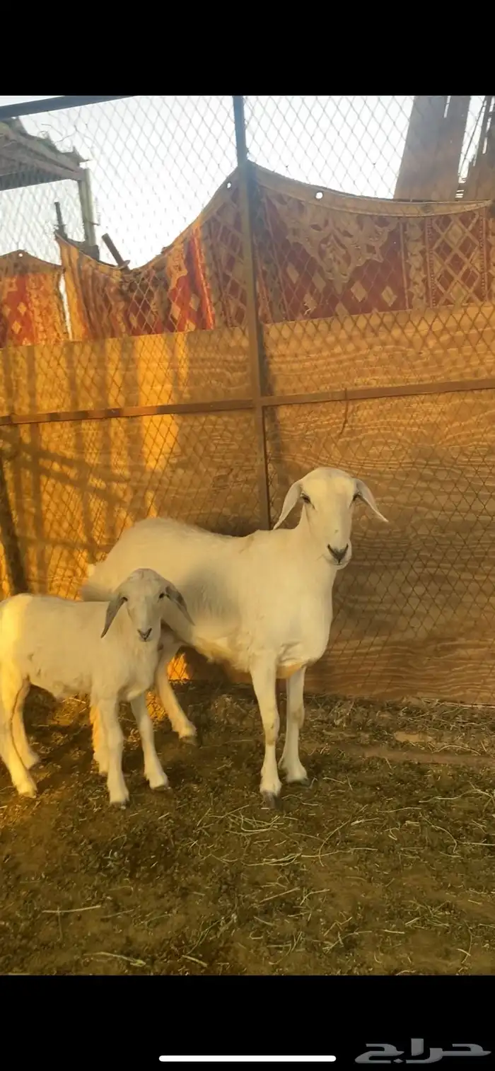 حريه جذعه معها طلي 1