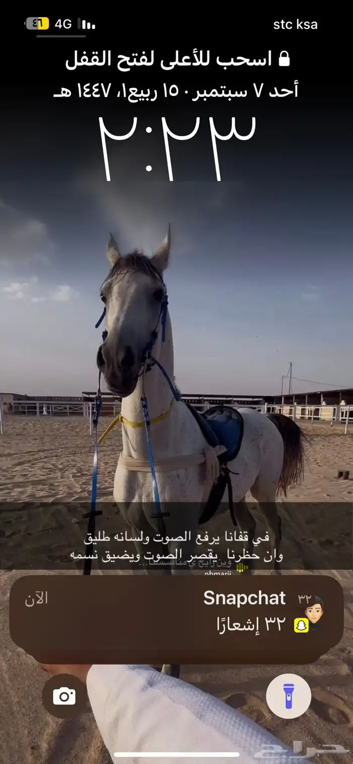 حصان للبيع 4
