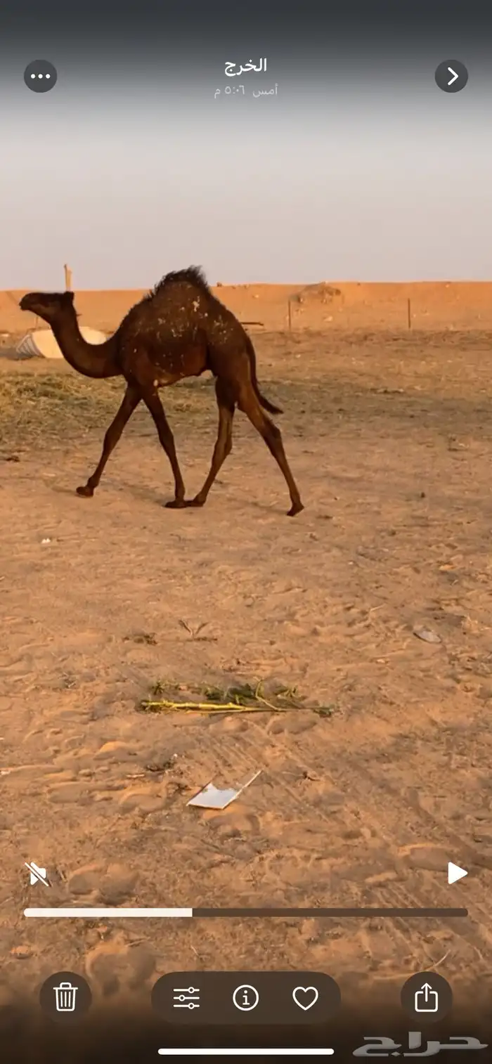 للبيع قعود سمين فل تحت امه 4