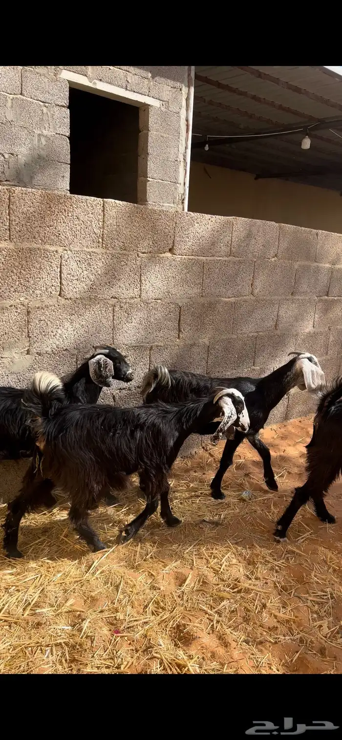 ذبايح جفرات 0