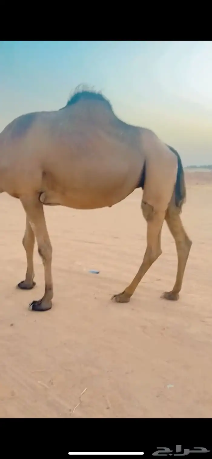 ناقة ساحلية 3