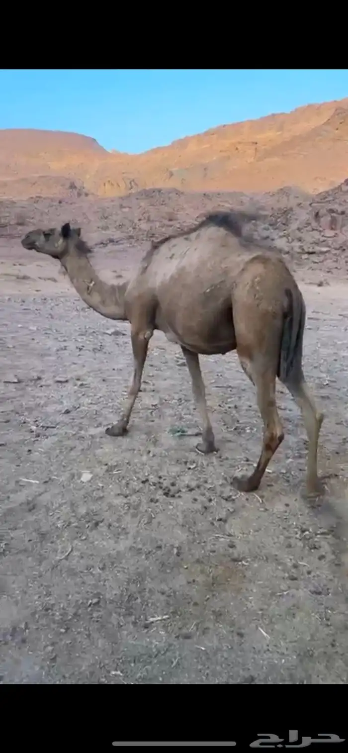 ناقه حمراء ساحليه تلد بدايه شهر 6 ام ثاني والي ببطناه الثالث 2