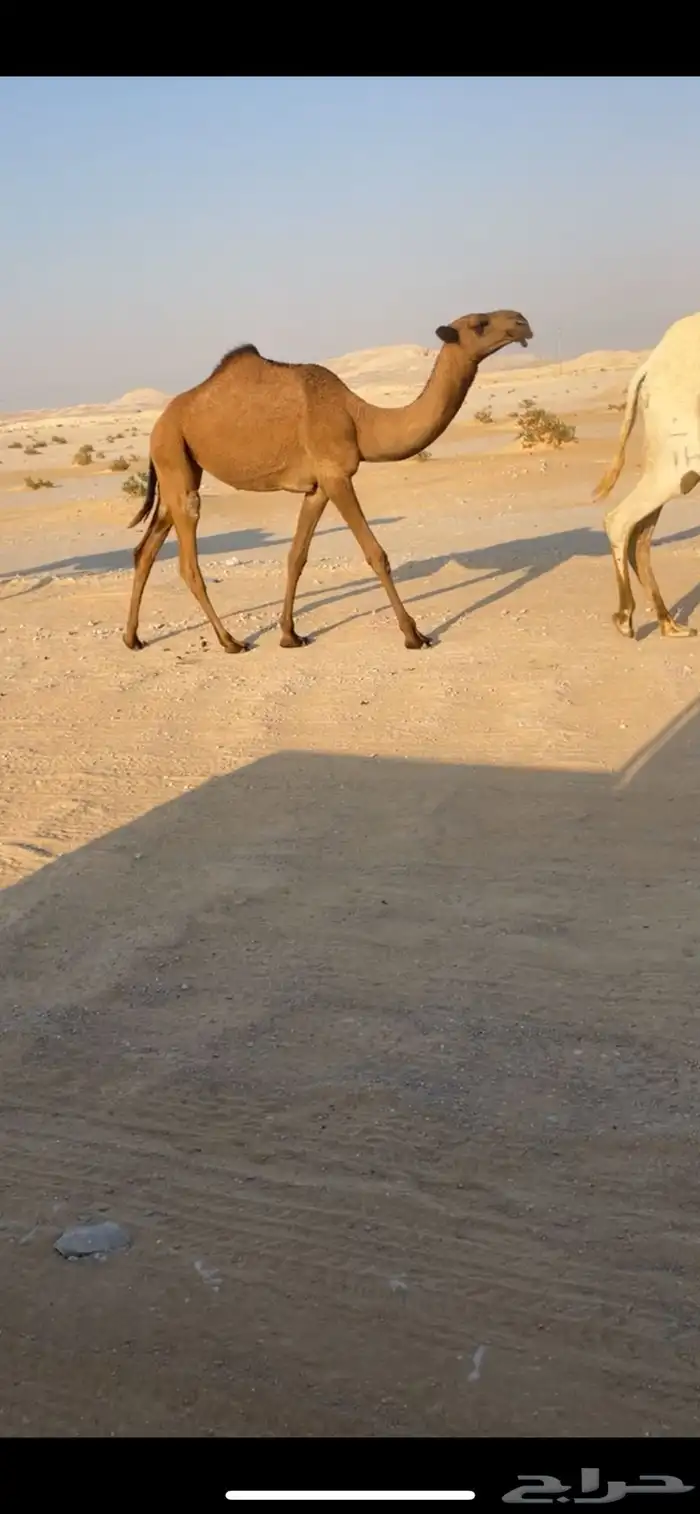 بكره صفرا 2