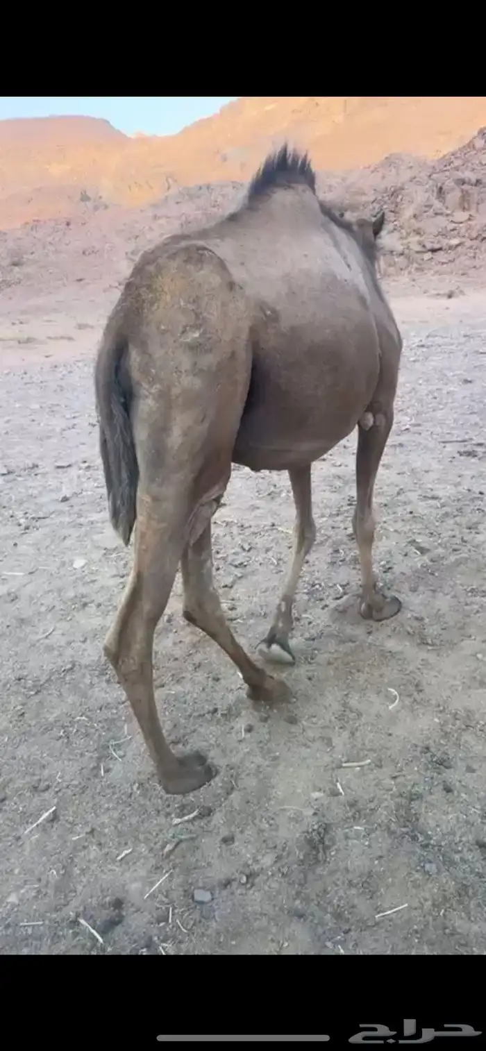 ناقه حمراء ساحليه تلد بدايه شهر 6 ام ثاني والي ببطناه الثالث 0