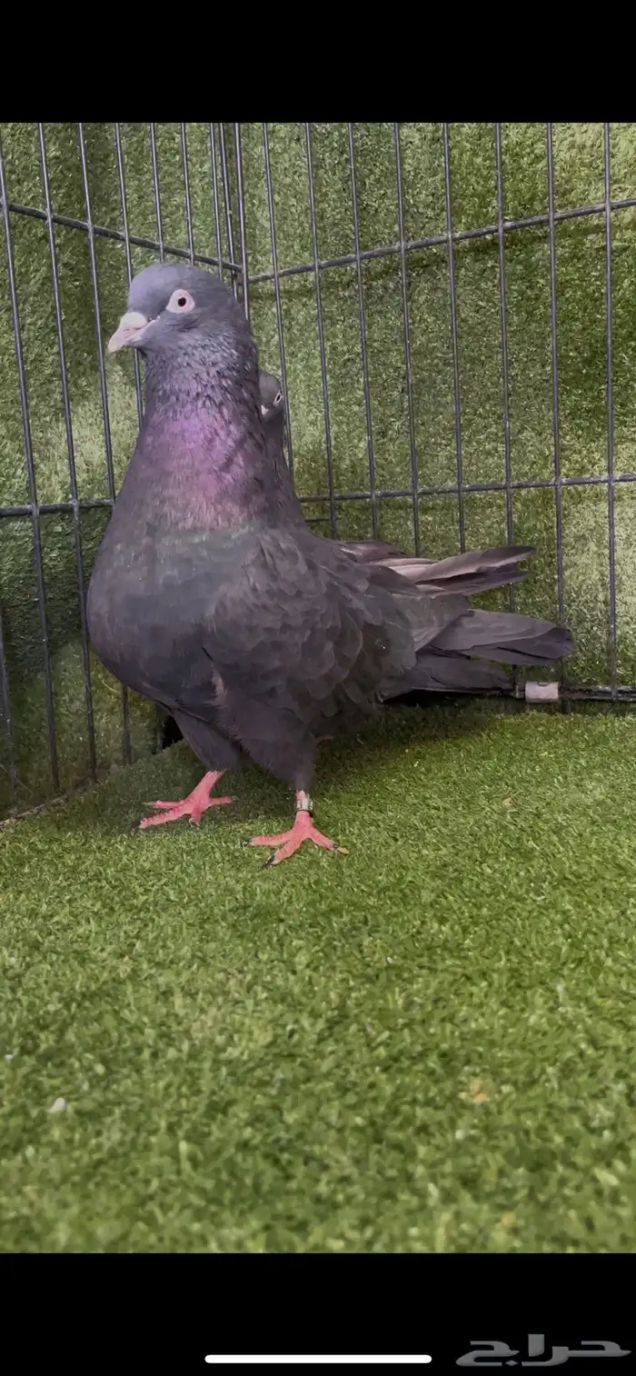 ازواج خاصة لأهل المطيار 4