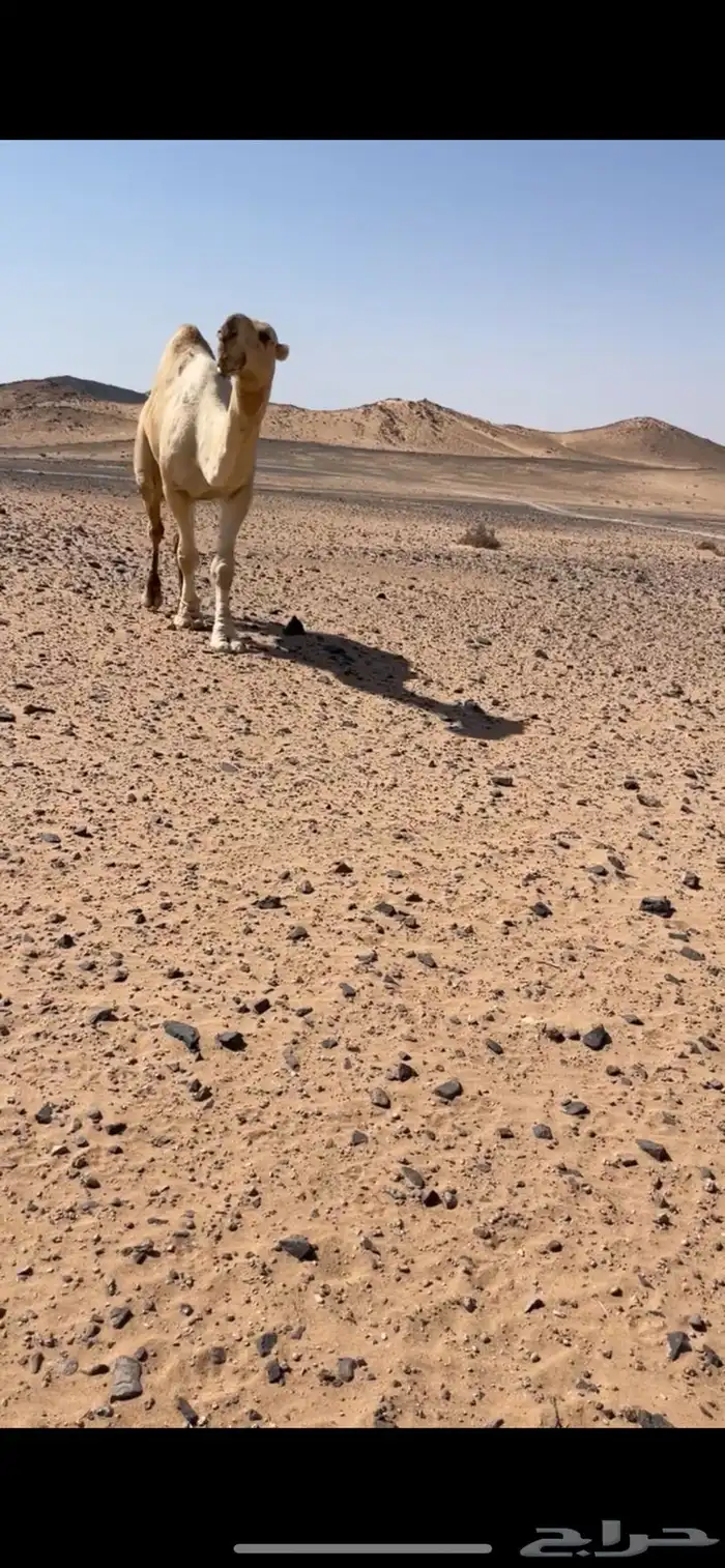 للبيع بعير باتلي السن شاق 0