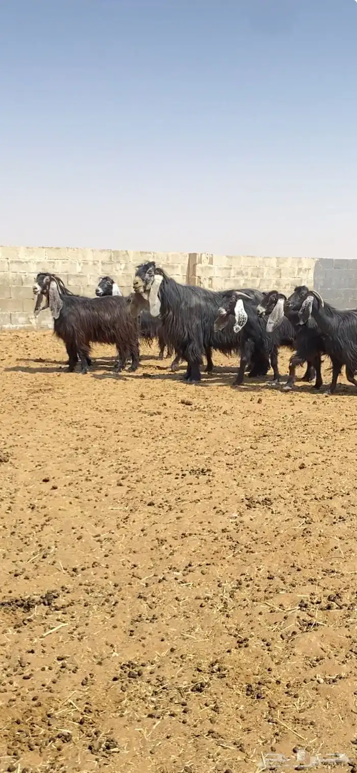 معزا عوارض صنف 2